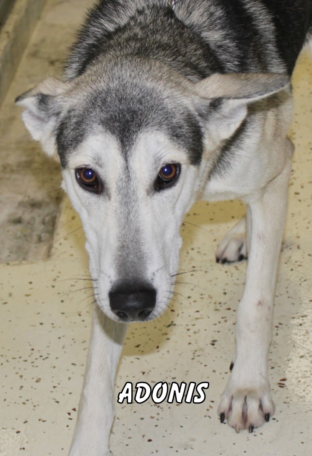 Inside Hot Springs Village At the HSV Animal Shelter